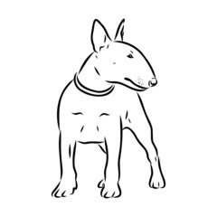 Bull terrier, bull terrier funny face, black and white vector illustration