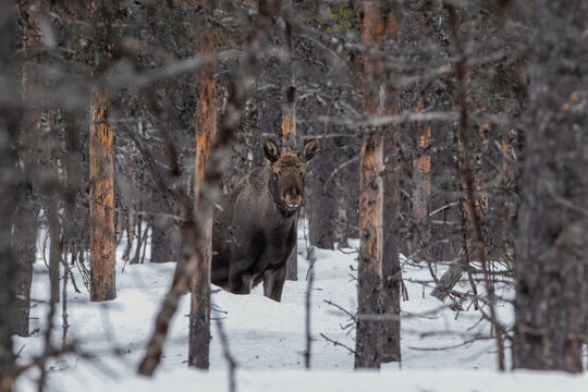 Moose near Nikkaluokta, Swedish Lapland