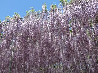 あしかがフラワーパークの「大長藤」（満開）　Ashikaga Flower Park