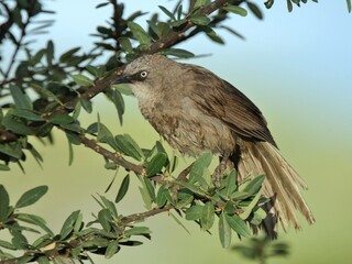 Rotschwanzweber (Histurgops ruficaud), Rufous-tailed weaver, in Tansania.