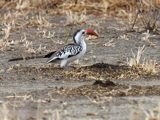 Ein Rotschnabeltoko (Tockus erythrorhynchus), Northern Red-billed Hornbill, in Tansania.