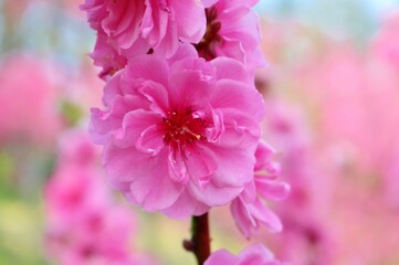 春の公園できれいに咲いていた桃の花　風景