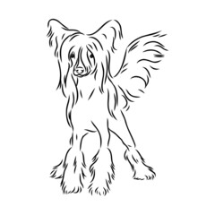 Decorative portrait of standing in profile Chinese Crested Dog, vector isolated illustration in black color on white background