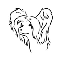 Decorative portrait of standing in profile Chinese Crested Dog, vector isolated illustration in black color on white background