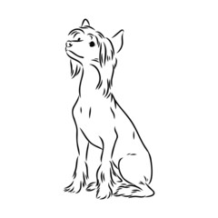 Decorative portrait of standing in profile Chinese Crested Dog, vector isolated illustration in black color on white background