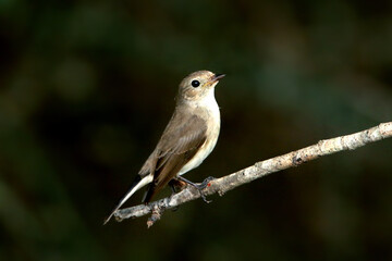 Asian Brown Flycatcher on branch