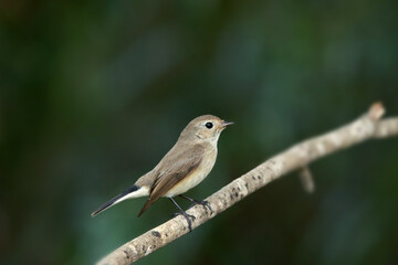 Obraz premium Asian Brown Flycatcher on branch