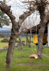 Empty swing hanging from a tree in the park. Green Empty swing hanging from a tree in the park....