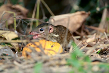 chipmunk on the ground