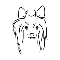 Decorative portrait of standing in profile Chinese Crested Dog, vector isolated illustration in black color on white background