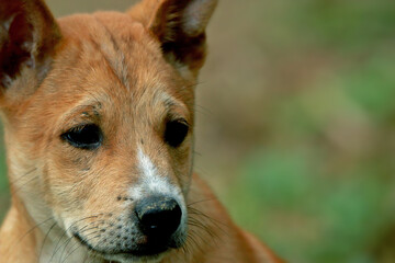 A Thai dog on field