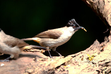 Fototapeta premium Sooty-headed Bulbul on branch