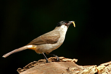 Sooty-headed Bulbul on branch