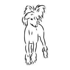 Decorative portrait of standing in profile Chinese Crested Dog, vector isolated illustration in black color on white background