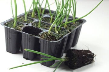 white onion plant in vawschetta for transplanting-