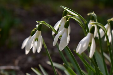 galanthus flowers in early spring closeup