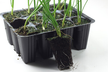 white onion plant in vawschetta for transplanting-