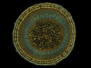 cross section cut slice of plant stem under the microscope – microscopic view of plant cells for...