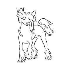 Decorative portrait of standing in profile Chinese Crested Dog, vector isolated illustration in black color on white background