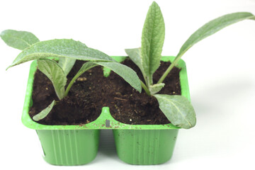 black artichoke plant with transplant tray-