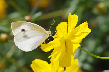 モンシロチョウとキバナコスモス