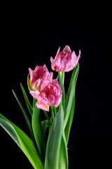 Live spring flowers tulips in pink and purple with drops and splashes of water on a dark background