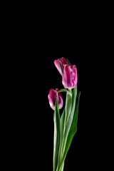 Live spring flowers tulips in pink and purple with drops and splashes of water on a dark background