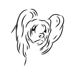 Decorative portrait of standing in profile Chinese Crested Dog, vector isolated illustration in black color on white background