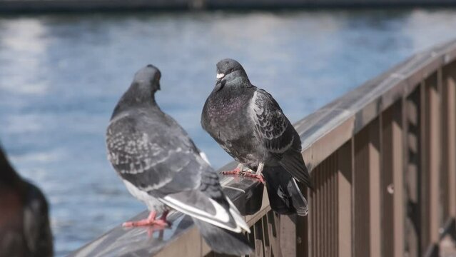 鳩
