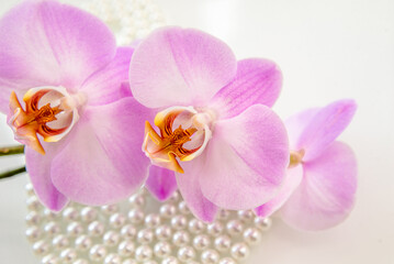 Naklejka na ściany i meble pearl and purple orchid on a white glas 