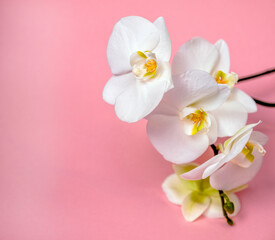 Obraz na płótnie Canvas A branch of white orchids lies on a pink background
