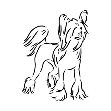 Decorative portrait of standing in profile Chinese Crested Dog, vector isolated illustration in black color on white background