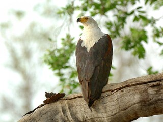 Ein Schreiseeadler (Haliaeetus vocifer), African fish eagle, in Sambia.