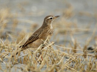 Eine Steppenlerche (Calendulauda africanoides), Fawn-colored lark, in Tansania.