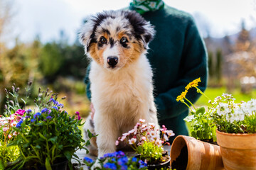 Adorable Australian Shepherd puppy and seedlings of spring flowers. Gardener's helper.
