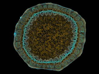 cross section cut slice of plant stem under the microscope – microscopic view of plant cells for botanic education