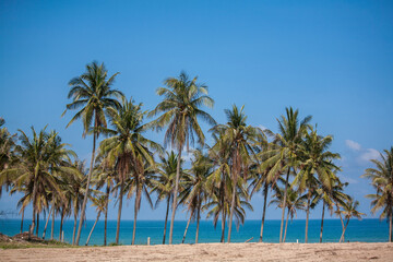 Fototapeta na wymiar Palm trees on the beach in Thailand