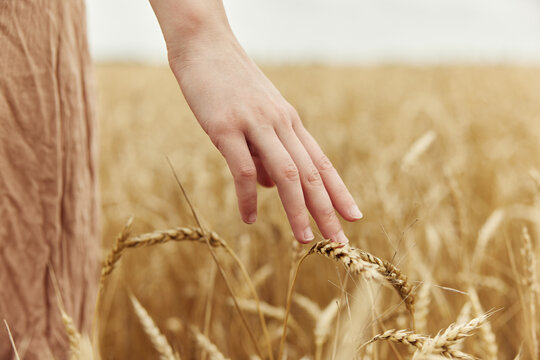 Image of spikelets in hands countryside industry cultivation endless field