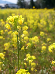 綺麗な菜の花畑