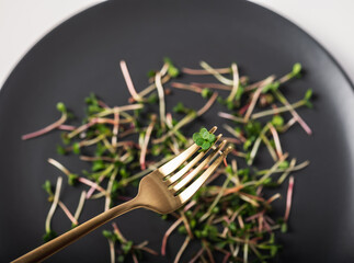 radish microgreens on a dark plate. healthy food, healthy eating.