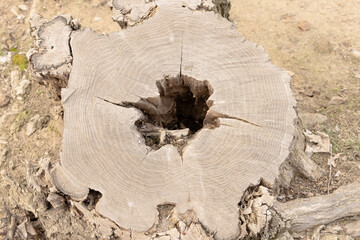 Tree stump in the forest close-up, pattern on a felled stump close up