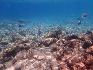 モルディブ　ラスドゥ島の魚