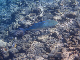 モルディブ　ラスドゥ島の魚