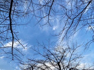 tree in the sky with branch silhouettes