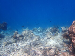 モルディブ　ラスドゥ島の魚