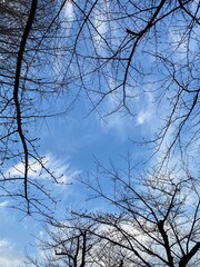 tree in the sky, branch & stem silhouettes