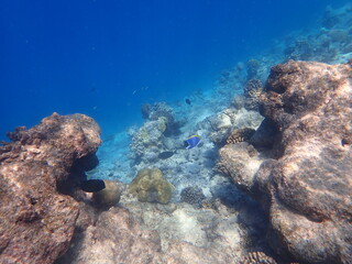 モルディブ　ラスドゥ島の魚