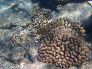 モルディブ　ラスドゥ島の魚