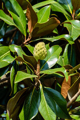 Cone-shaped collection leaflet on branch of evergreen southern magnolia (Magnolia Grandiflora) with green leaves on blurred background. Selective focus. Close-up. City park 