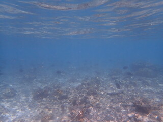 Fototapeta na wymiar モルディブ　ラスドゥ島の魚